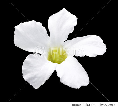 White flower isolated White flower isolated 16009668