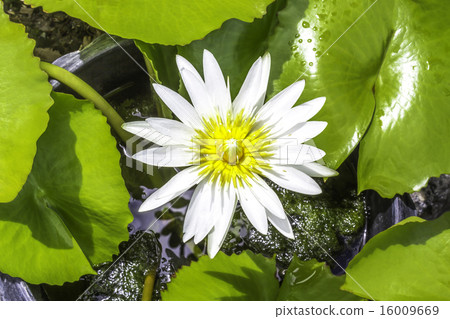 White water lily flower White water lily flower 16009669