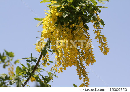 King Shrike "Bossy" King Shrike "Bossy" 16009750