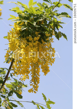 King Shrike "Bossy" 16009751