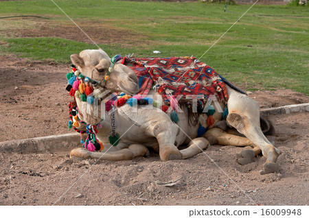 camel lying on the side camel lying on the side 16009948