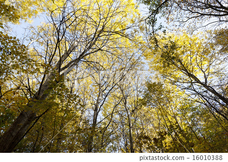 the autumn wood  16010388
