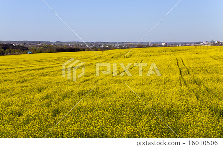 blooming rape blooming rape 16010506