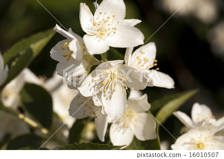 jasmine flowers   16010507