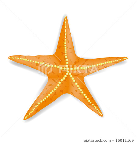 Starfish Starfish 16011169