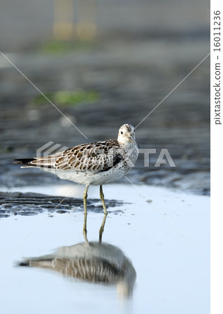 OBASHI OBASHI 16011236