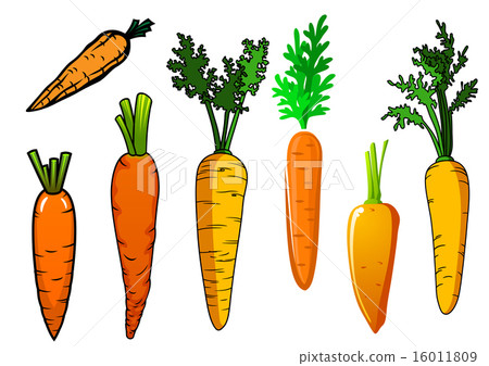 Fresh isolated orange carrot vegetables Fresh isolated orange carrot vegetables 16011809