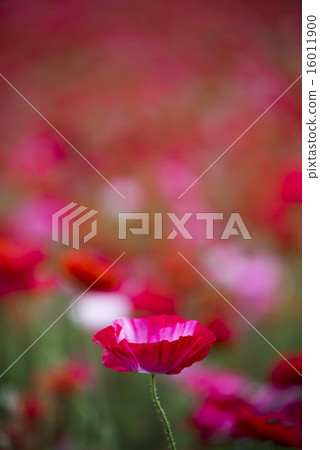 Chirley Poppy 16011900