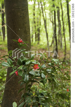 Beech forest and wild camellia Beech forest and wild camellia 16011966