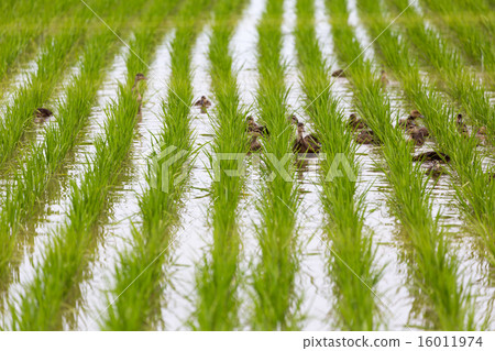 Duck Farming Method 16011974