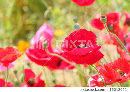 罌粟花 16012031