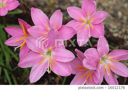 粉紅色的zephyrinusus 16012176