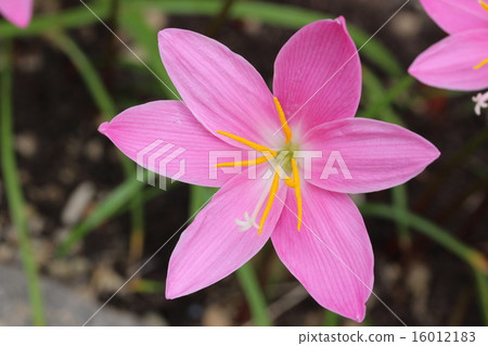 粉紅色的zephyrinusus 16012183