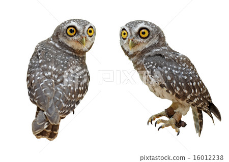 spotted owlet or athene brama bird 16012238