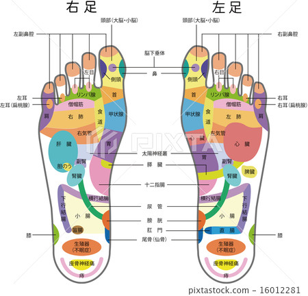 Foot pet name 16012281