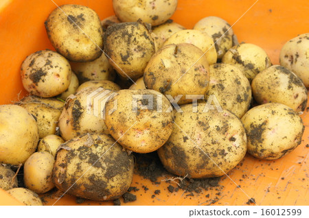 Potato harvest 1 16012599