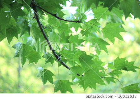 Natural plant It is a big tree, so taking it might be serious but sprout seems very delicious 16012635