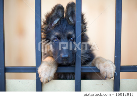 Unhappy puppy behind bars in shelter 16012915