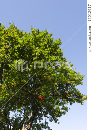 Spring pomegranate with flowers blooming Spring pomegranate with flowers blooming 16012917