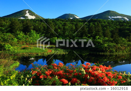 Renge azalea of Hakkoda Water Lilies Renge azalea of Hakkoda Water Lilies 16012918