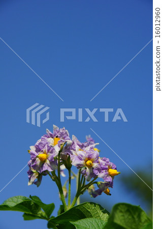 馬鈴薯花（散射花序）縱向位置 16012960