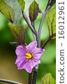 茄子花 16012961