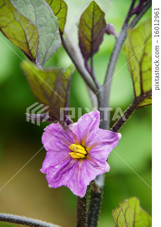 茄子花 16012961