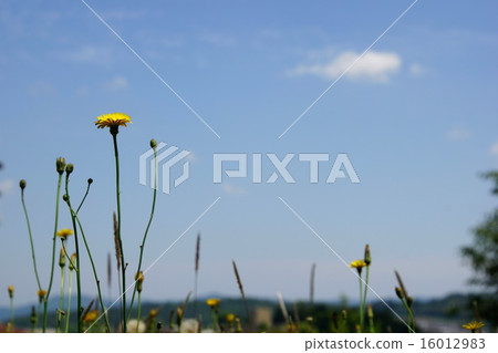 Butana sky background lateral position 16012983
