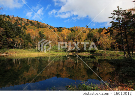 Manza溫泉牛肉池塘在秋天 16013012