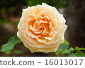 玫瑰淺橙色花瓣 16013017