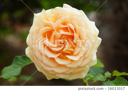玫瑰淺橙色花瓣 16013017