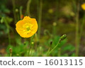 罌粟黃色花瓣水平位置 16013115
