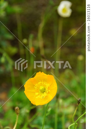 罌粟黃色花瓣垂直位置 罌粟黃色花瓣垂直位置 16013116