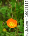 罌粟橙色花瓣垂直位置 16013117