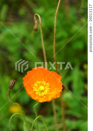 Poppy orange petal vertical position Poppy orange petal vertical position 16013117