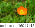 罌粟橙花瓣側臥位 16013118