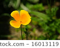 加州罌粟 16013119