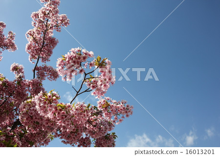 Sunny weather Sunny weather 16013201
