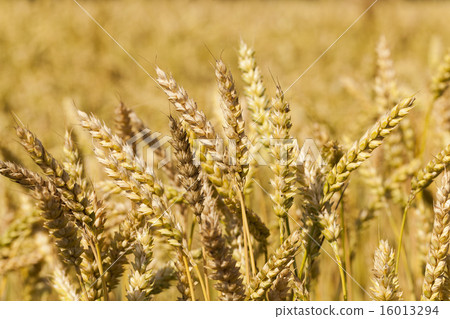 ripened cereals ripened cereals 16013294