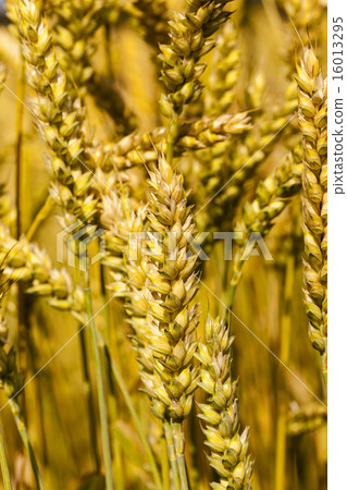 ripened cereals ripened cereals 16013295