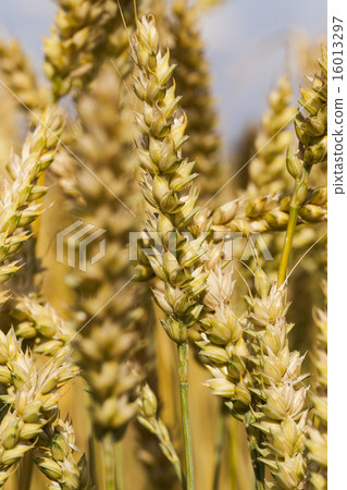 ripened cereals ripened cereals 16013297