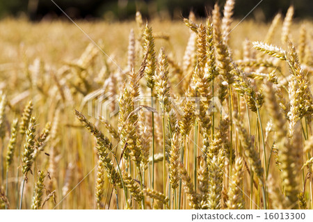 ripened cereals ripened cereals 16013300