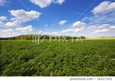 potato field potato field 16013302