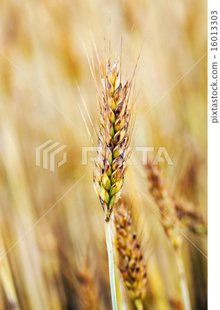 ripe wheat ripe wheat 16013303