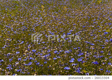 cornflowers cornflowers 16013304