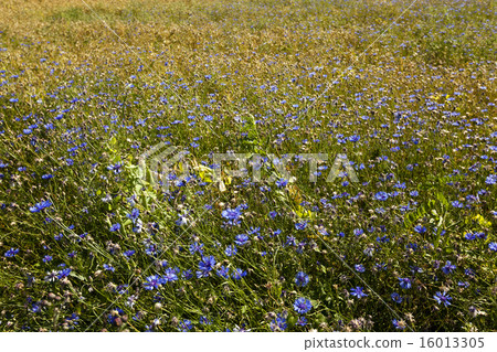 cornflowers cornflowers 16013305