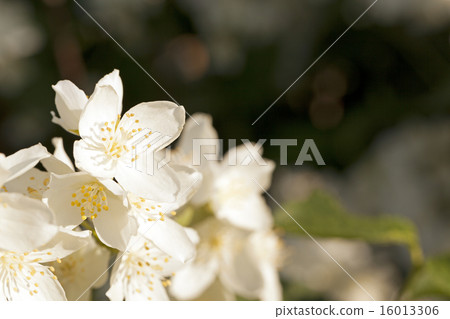jasmine flowers jasmine flowers 16013306