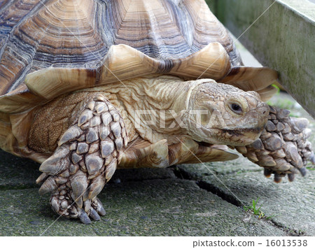 Giant tortoise 16013538