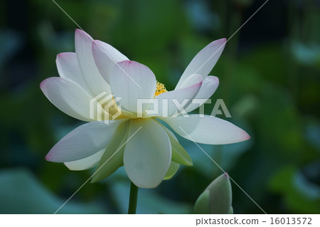The petal's head is a pink lotus Maiden lotus (Miyarenen) 16013572
