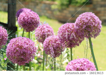 Flowers of Allium 16013613